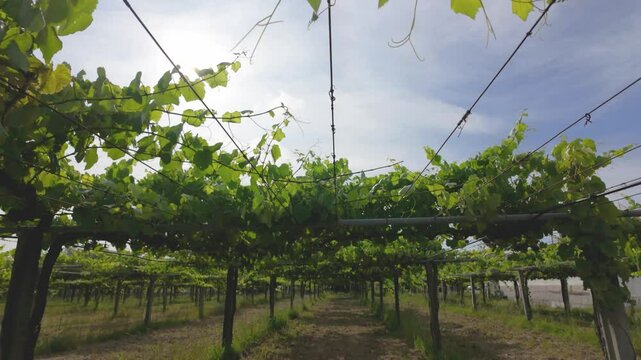 Rows of vibrant albari&ntilde;o grapevines thrive under the summer sun in a picturesque vineyard in el saln&eacute;s, cambados, spain, promising a bountiful harvest