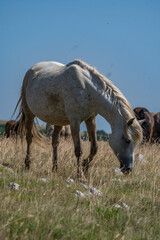 White horse grazing in dry summer grassland with herd