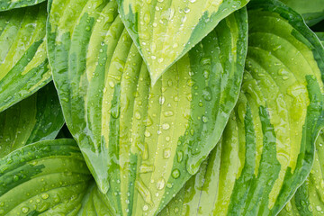 Конечно, вот перевод: A close-up of bright variegated hosta leaves, covered in...