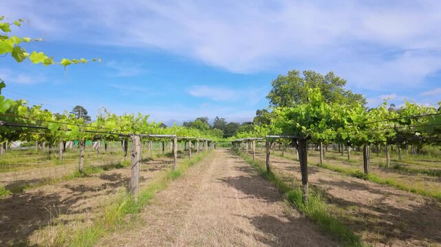 Rows of vibrant albari&ntilde;o grapevines thrive under the summer sun in a picturesque vineyard in el saln&eacute;s, cambados, spain, promising a bountiful harvest