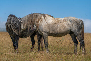 Two wild dappled horses grooming each other in summer field