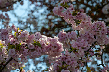 A close-up view of cherry blossoms in full bloom, capturing the delicate pink flowers and soft...