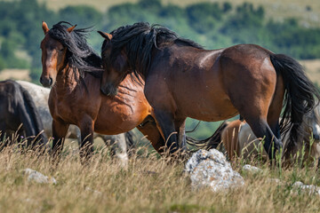 Two wild bay stallions sparring in summer mountain meadow