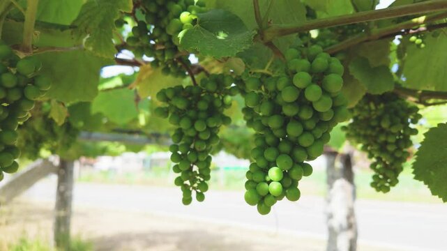 Rows of vibrant albari&ntilde;o grapevines thrive under the summer sun in a picturesque vineyard in el saln&eacute;s, cambados, spain, promising a bountiful harvest