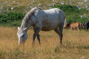Light gray horse grazing in summer meadow