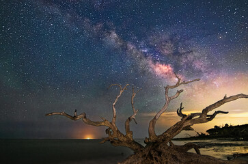 The Milky Way over Driftwood Beach, Jekyll Island Georgia.