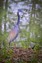 Tricolored Heron taken at Cypress Wetlands Park in Port Royal, South Carolina.