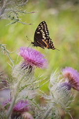 Laurel Swallowtail butterfly on a thistle plant at Hunting Island State Park, South Carolina.