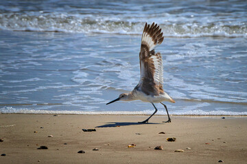 A Willet on the beach at Little Talbot Island State Park, Florida.