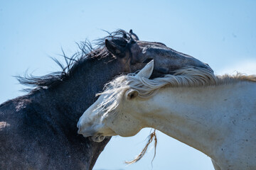 Two wild horses play fighting in mountain pasture