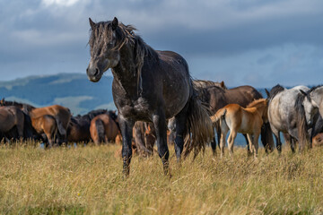 Dark wild stallion standing in mountain meadow with herd