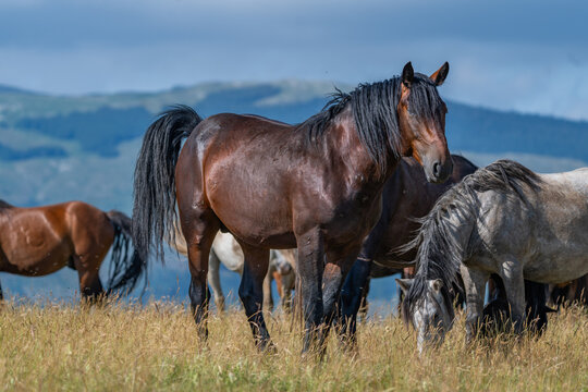 Wild stallion standing alert among grazing herd in mountain meadow