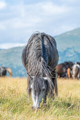 Grey wild horse grazing in summer meadow near Livno, Bosnia