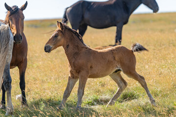 Light brown wild foal walking in sunny meadow near Livno, Bosnia