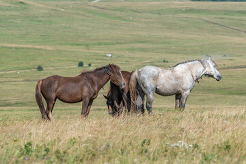 Group of wild horses standing in open field near Livno, Bosnia