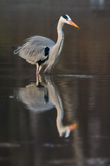 grey heron