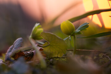 crocuses and winter aconites on a meadow