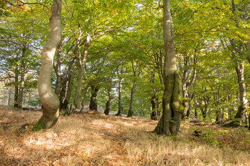 Autumnal beech forest in Czech Republic