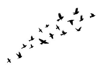 Flying birds silhouette flock. hand drawing. Not AI. Vector illustration