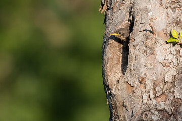 young starling looking out of the nest in an old fruit tree