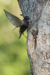 Common starling (Sturnus vulgaris) next to nest hole in an old fruit tree with chick looking out of the nest