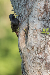Common starling (Sturnus vulgaris) next to nest hole in an old fruit tree with chick looking out of the nest