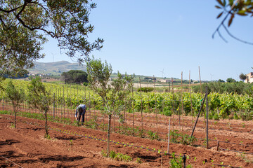 Agricoltura biologica