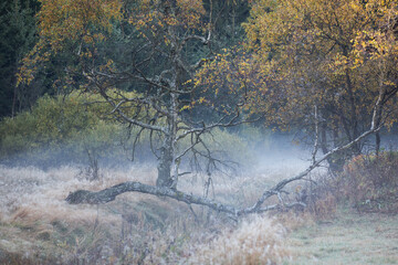 Morning fog in a quiet valley