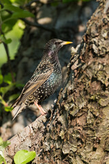 Common starling (Sturnus vulagris) sitting on an old branch of a fruit tree