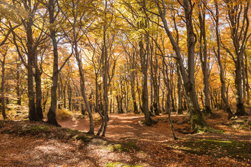 Beech forest in Czech Republic in autumn