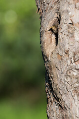 young starling looking out of the nest in an old fruit tree