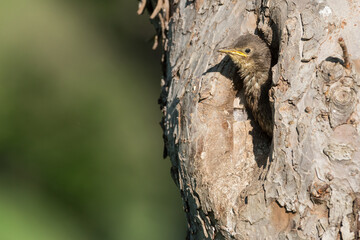 young starling looking out of the nest in an old fruit tree