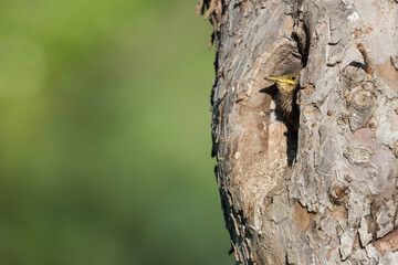 young starling looking out of the nest in an old fruit tree