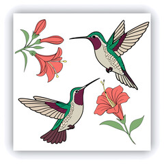 Giant Hummingbird, Patagona Gigas, golden brown bird in flight with a long beak next to pink flowers.