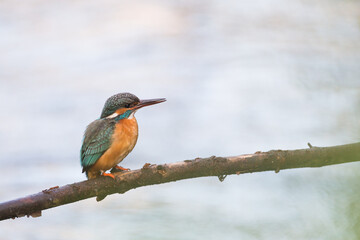 kingfisher sitting on a branch