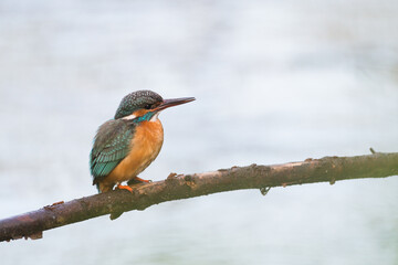 kingfisher sitting on a branch