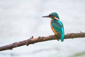 kingfisher sitting on a branch