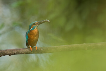 kingfisher with a catched fish on a branch