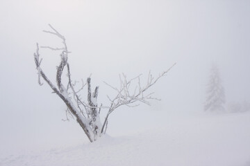 Winter landscape 