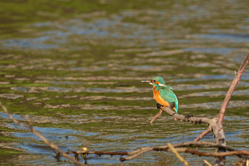 kingfisher sitting on a branch