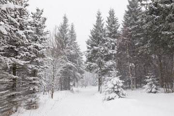 White winter landscape with snow covered trees