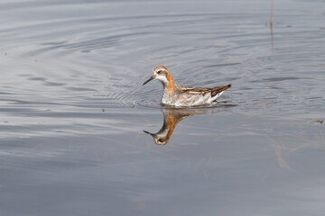 red-necked phalarope (Phalaropus lobatus) in iceland