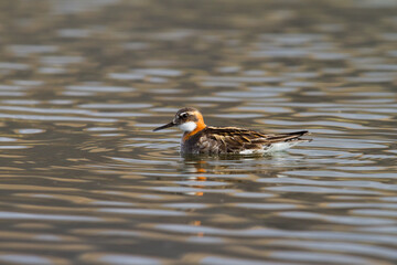 red-necked phalarope (Phalaropus lobatus) in iceland