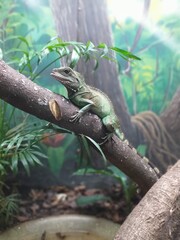 A light green lizard perches on a section of a dark brown branch. The lizard is in a vivarium or enclosure which contains other foliage and a layer of brown leaf litter on the bottom of the enclosure.