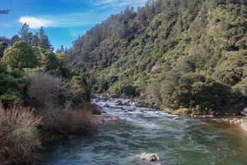 The Ohinemuri River flows through lush forest in Karangahake, Coromandel Peninsula, New Zealand.