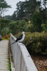 A Pied Cormorant perches on a wooden bridge railing in Opoutere, Coromandel Peninsula, New Zealand....