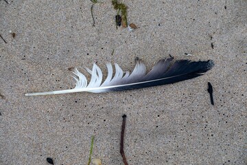 A seagull feather rests on the sandy beach in Opoutere, Coromandel Peninsula, New Zealand. The...