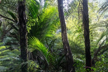 Obraz premium Lush ferns and nikau palms thrive in the temperate rainforest of Wentworth Valley, Whangamata, Coromandel Peninsula, New Zealand. Sunlight filters through the canopy.
