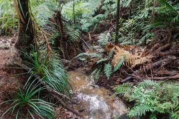 A stream flows through a lush forest in Wentworth Valley, Whangamata, Coromandel Peninsula, New Zealand. Ferns and trees line the banks, creating a peaceful and serene natural scene.