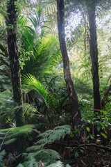 Lush ferns and palm trees thrive in the dense rainforest of Wentworth Valley, Whangamata,...